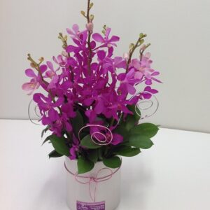 Delightful Orchids