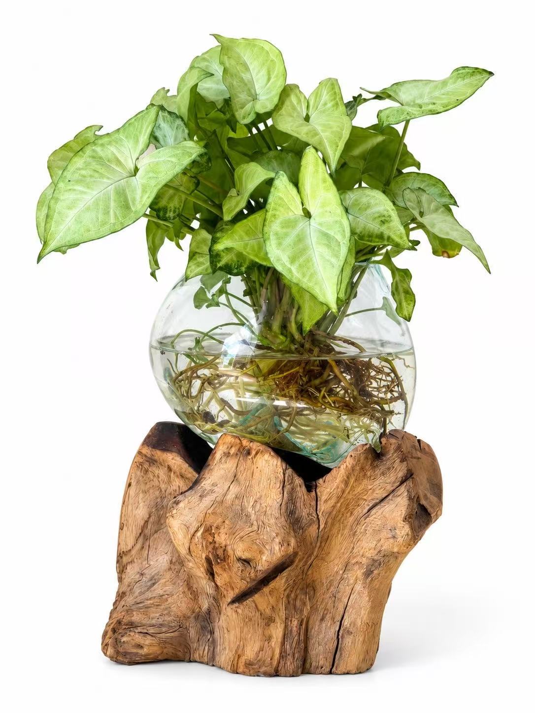 Aqua Harmony - Hydroponic Syngonium