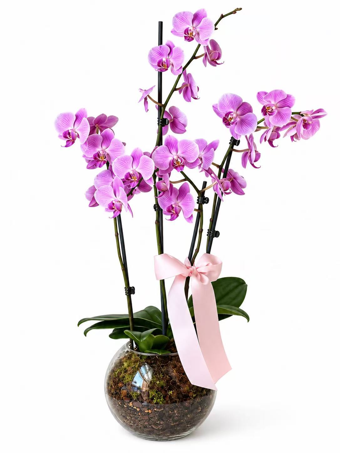 Divine Orchid