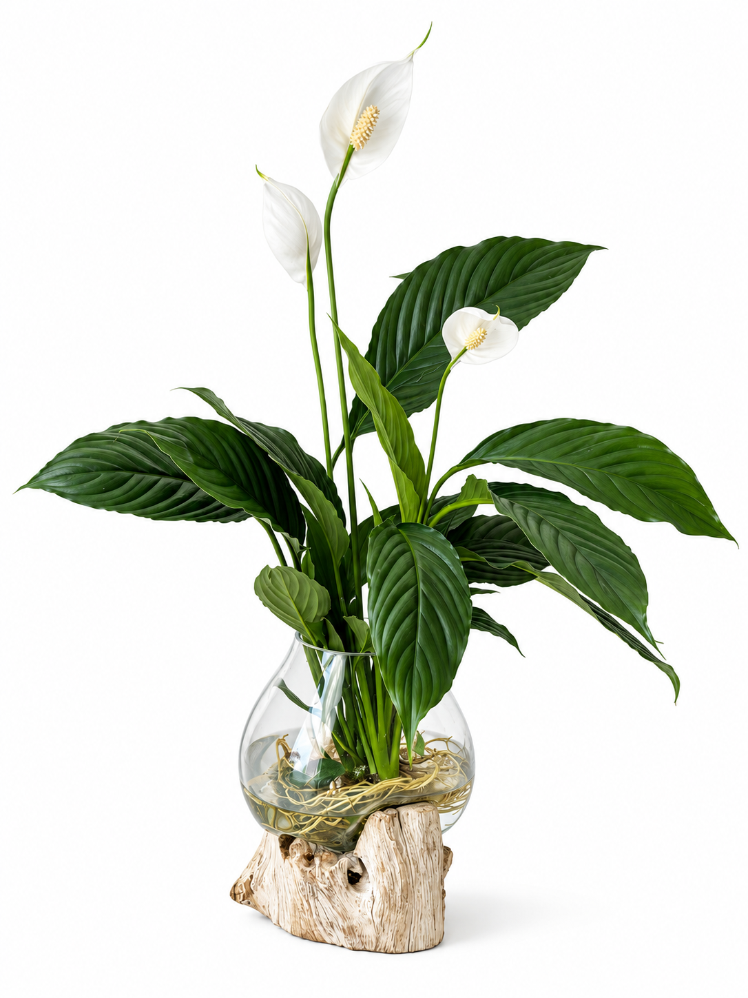Aqua Blossom - Hydroponic Peace Lily